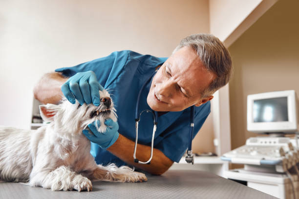 Best Emergency Dental Care for Broken or Chipped Teeth in Dresden, OH